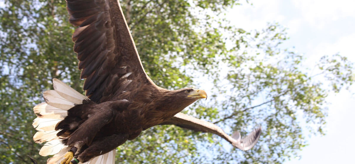 Conservation and Sustainability