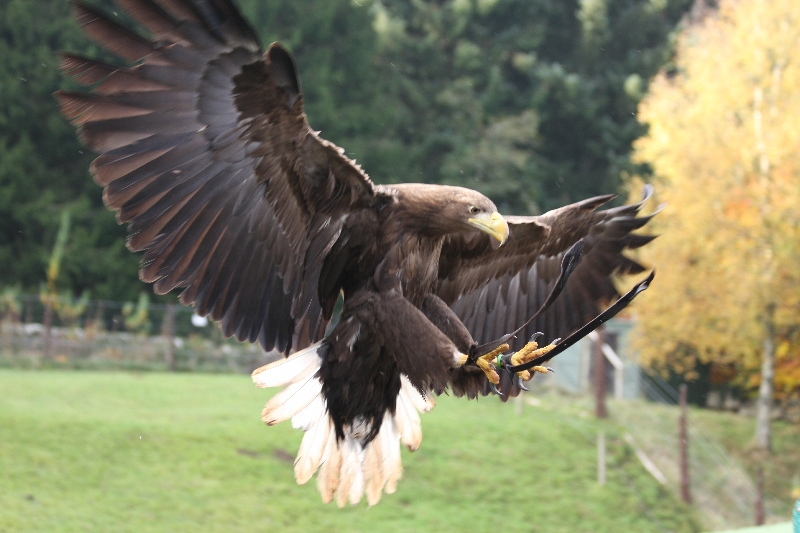 Birds of Prey at Kielder Waterside. Eagle flying in to land