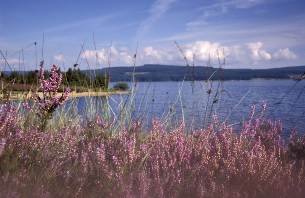 Heather at Kielder Waterside. Conservation and Sustainability