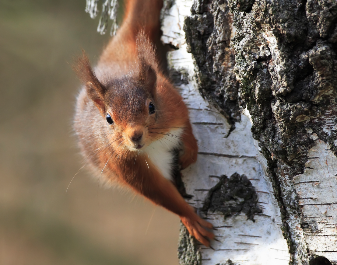 Red squirrel - Kielder Waterside