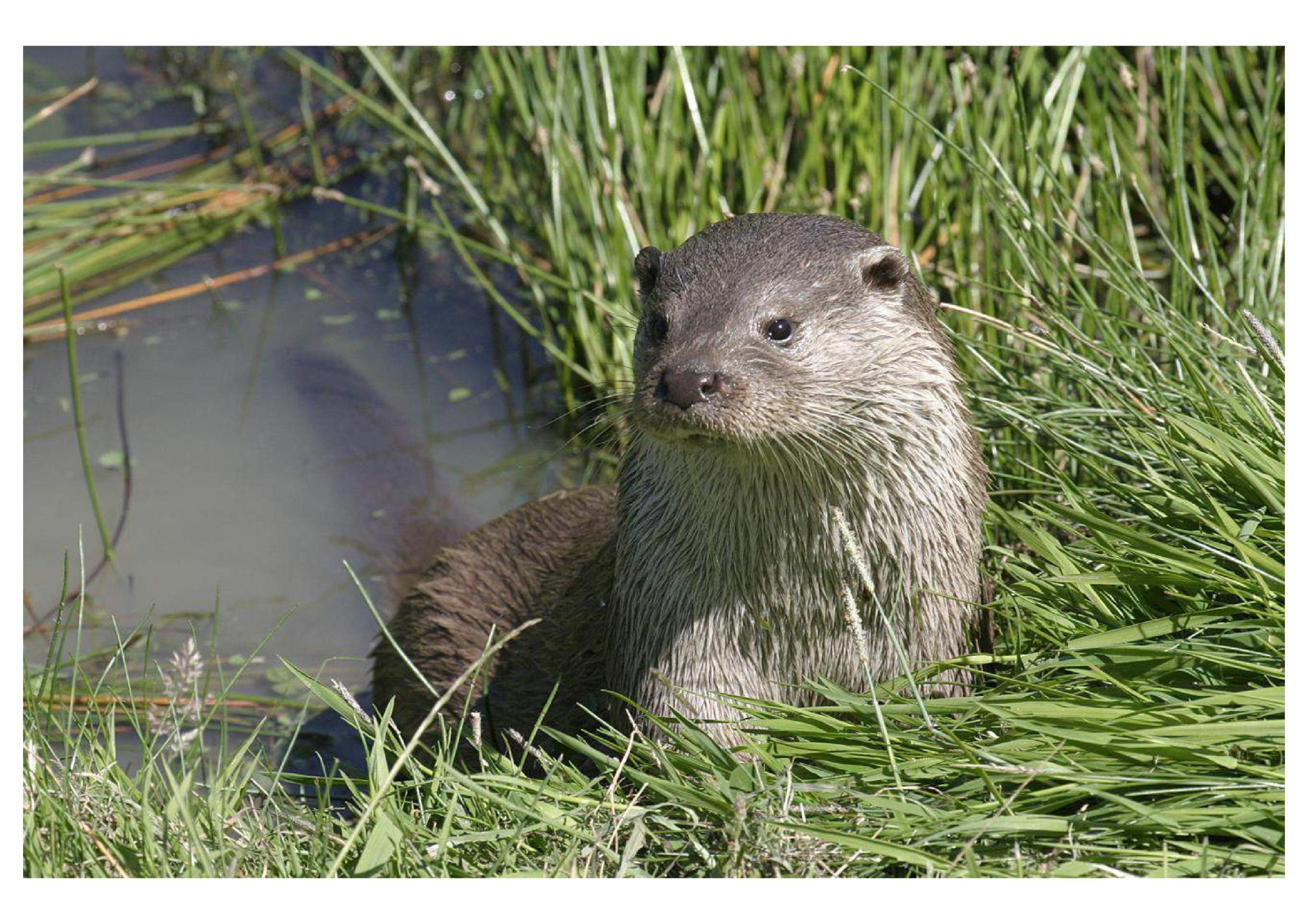 Otter in the reeds at Kielder Waterside