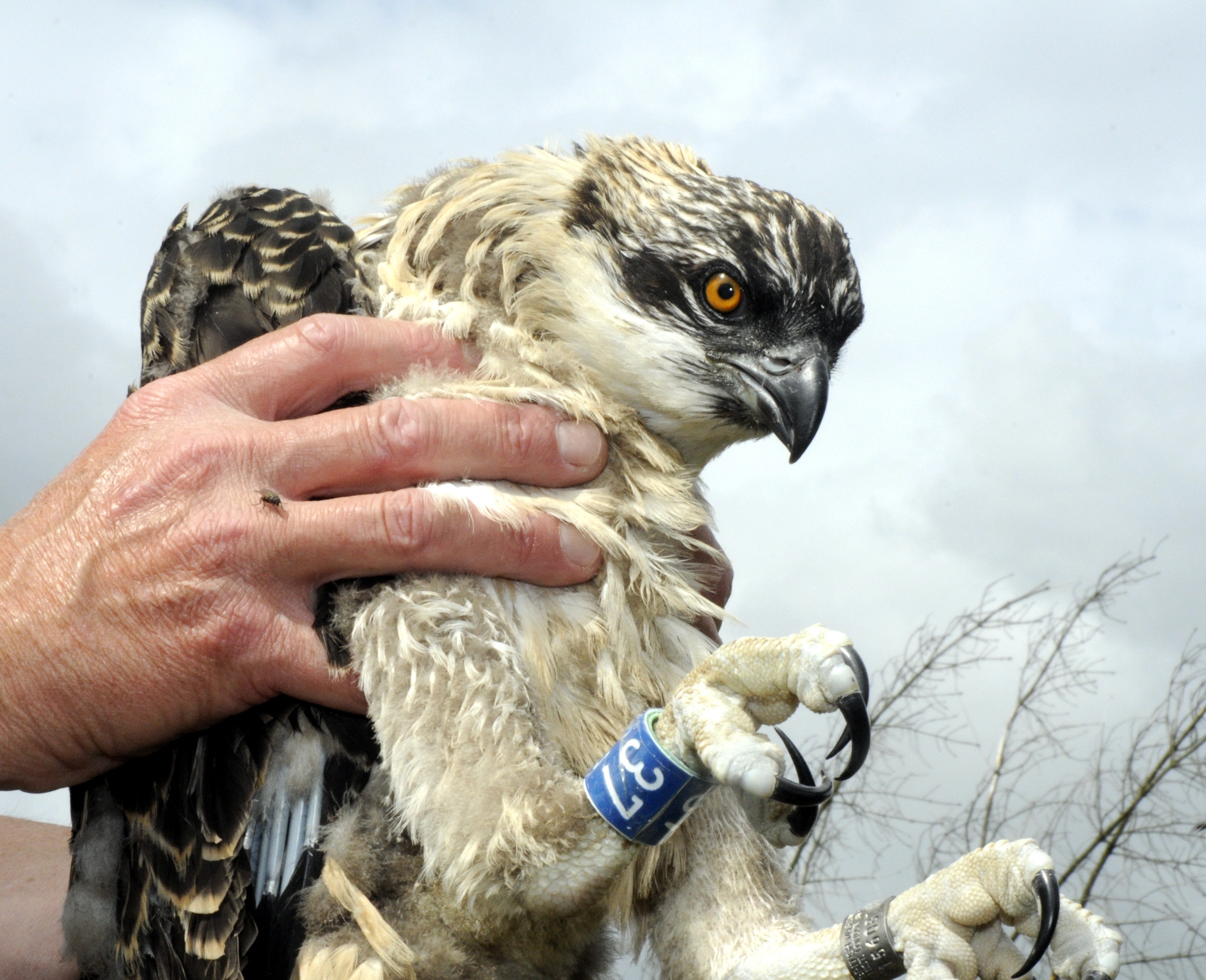 Osprey Chick and Kielder Waterside - Conservation and Sustainability